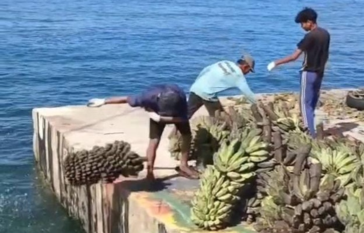 Petani pisang di Pulau Enggano buang hasil kebunnya ke laut