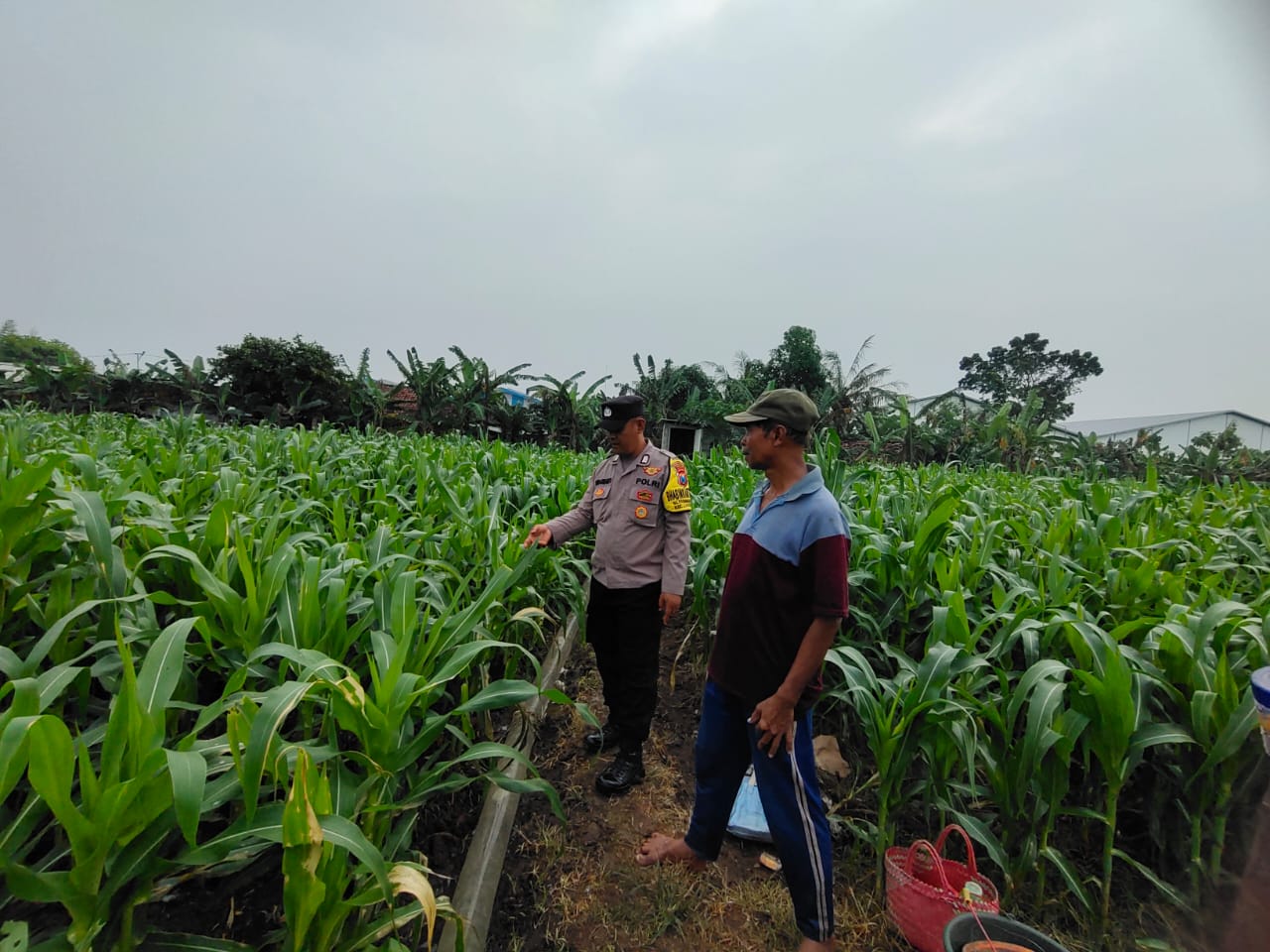 Anggota Polres Nganjuk Pantau tanaman jagung