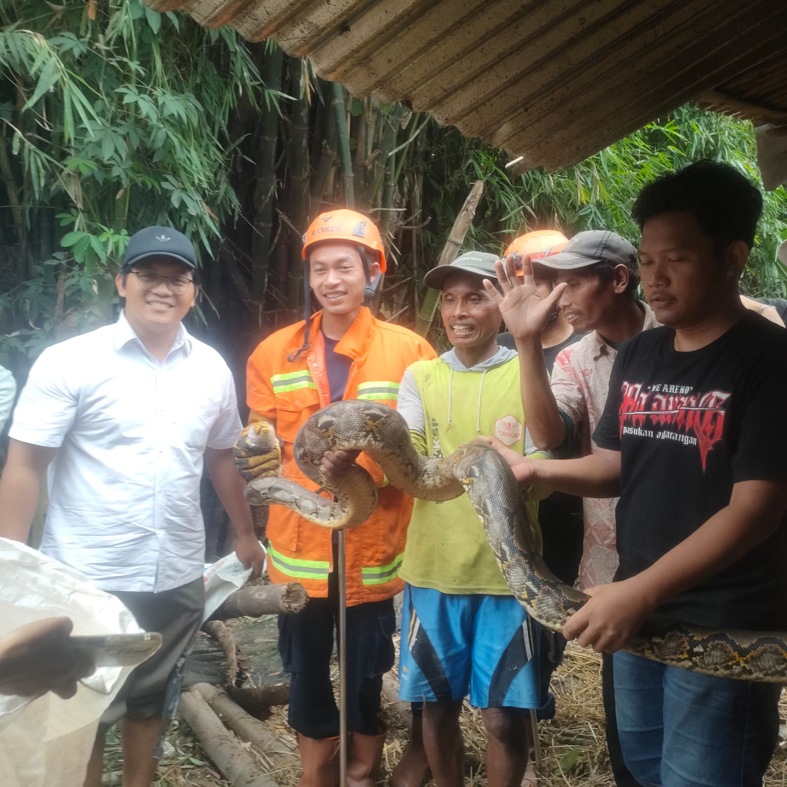 Ular sanca di Baron berhasil ditangkap Damkarmat Nganjuk