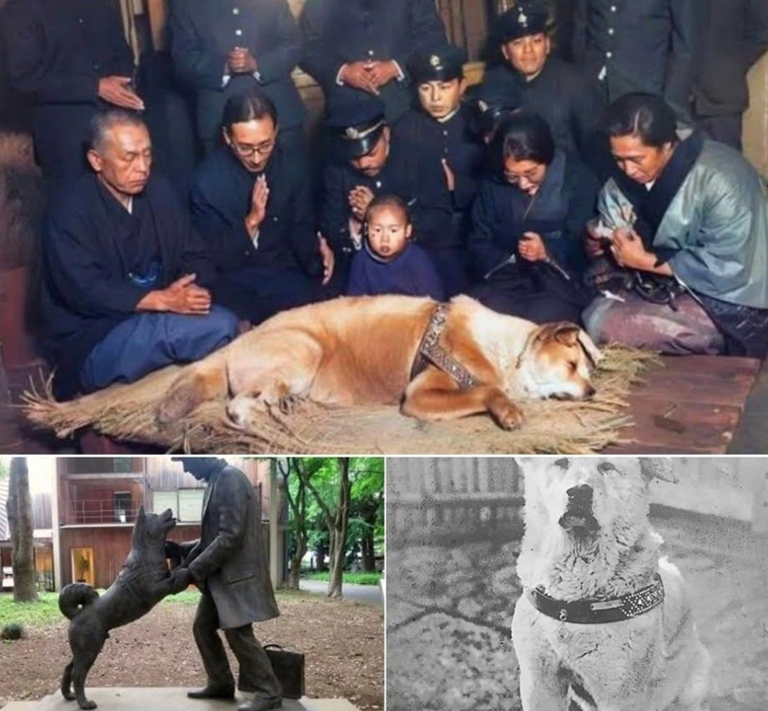 foto terakhir hachiko