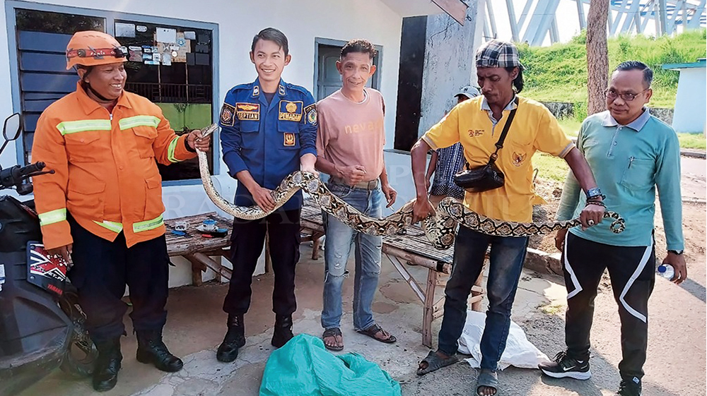 EVAKUASI: Petugas Damkarmat menangkap ular sanca di halaman rumah warga Kertosono kemarin.