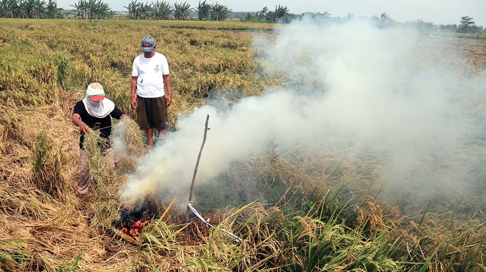SERANGAN HAMA: Petani di Desa Kepanjen, Kecamatan Pace membakar tanaman padi yang diserang wereng kemarin. Serangan wereng di ratusan hektare tanaman padi bikin petani rugi ratusan juta