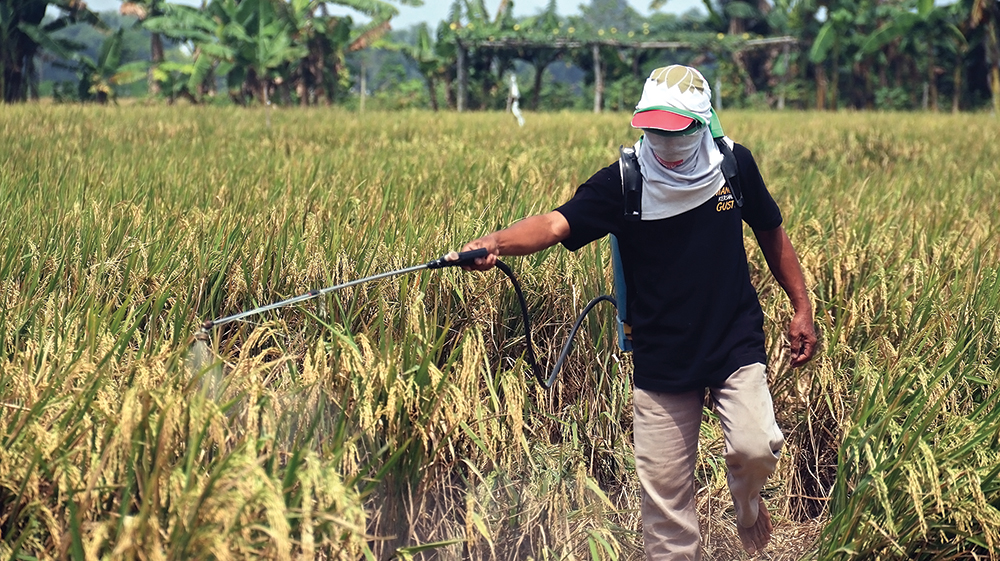 TAK MEMPAN: Petani padi di Desa Kepanjen, Kecamatan Pace menyemprot insektisida pada tanaman padi yang diserang wereng.