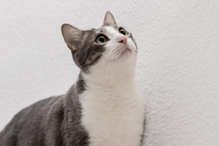 Kucing juga perlu mandi secara teratur