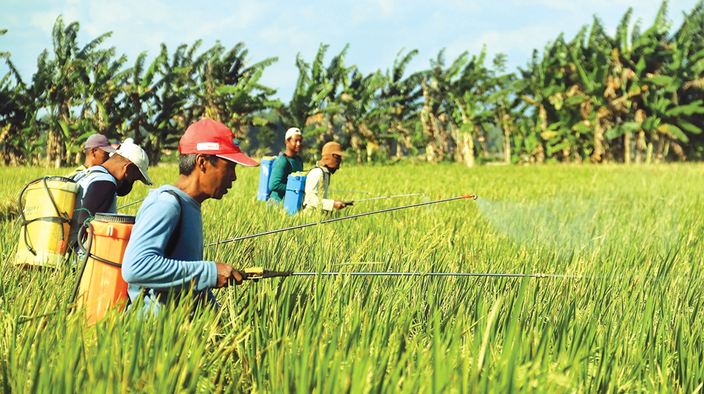 BASMI WERENG: Petani padi di Desa Kepanjen, Kecamatan Pace menyemprot tanaman padi dengan insektisida, bantuan Dinas Pertanian  Nganjuk untuk membasmi hama wereng yang merajalela