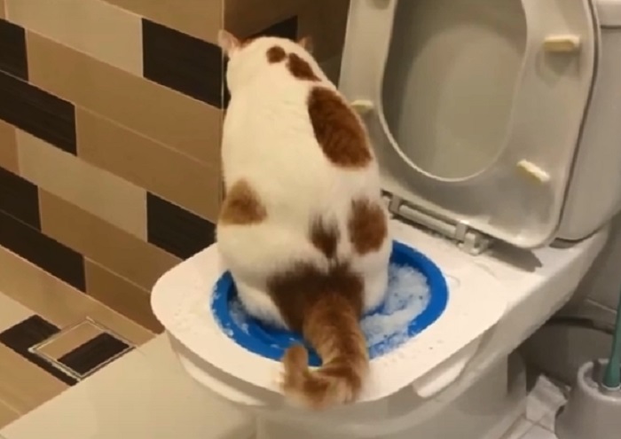 Kucing bisa diajari bab di toilet