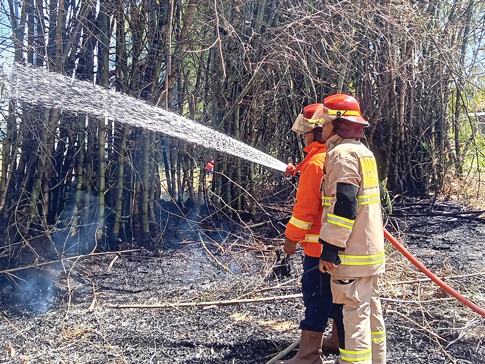 petugas damkarmat padamkan rumpun bambu yang terbakar