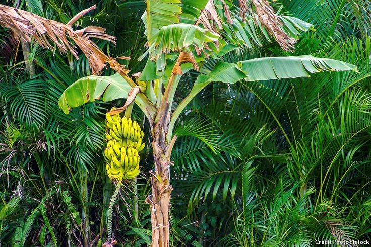 Pohon Pisang