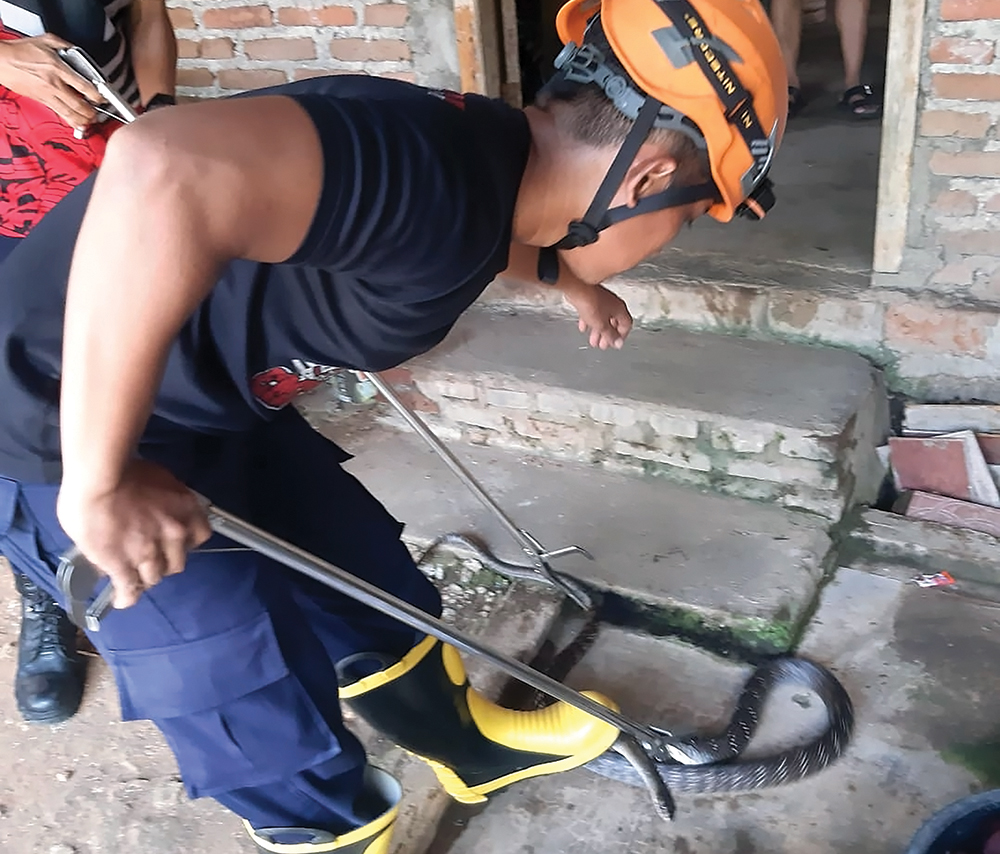 BERBISA: Petugas Damkarmat Nganjuk menangkap ular kobra.
