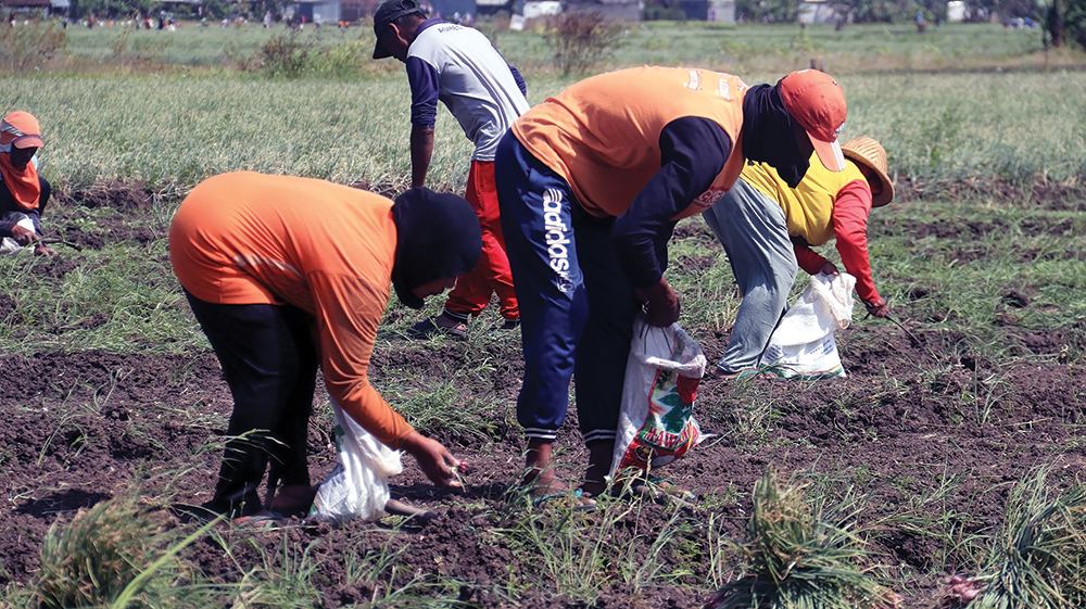 SEMAKIN MARAK: Warga Desa Sugihwaras, Kecamatan Bagor ngasak brambang kemarin. Sehari ngasak bawang merah, mereka bisa mendapatkan uang sekitar Rp 100 ribu.