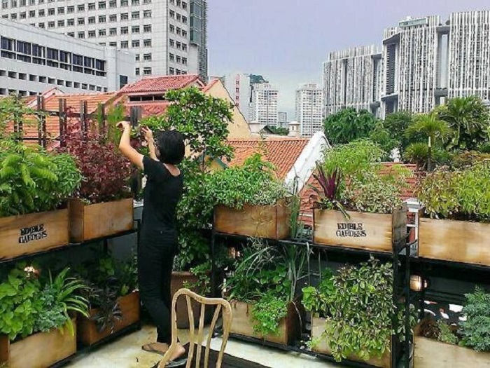 Urban Farming