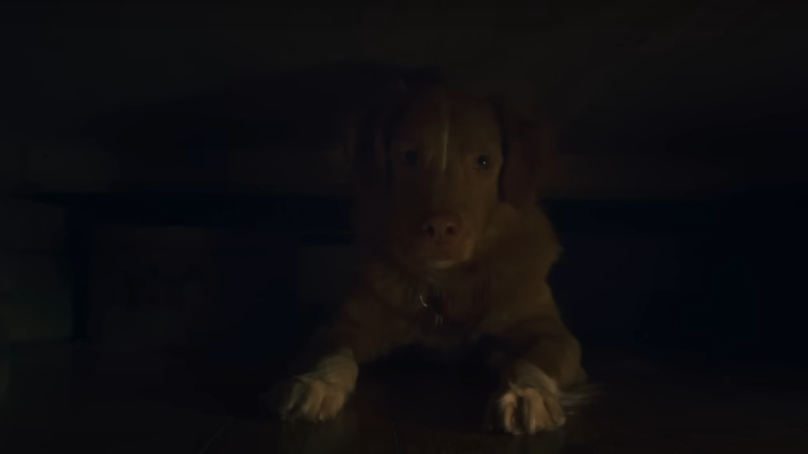 Salah Satu Scene Good Boy Horor