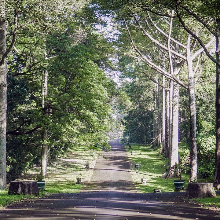 Gambar Kebun Raya Purwodadi