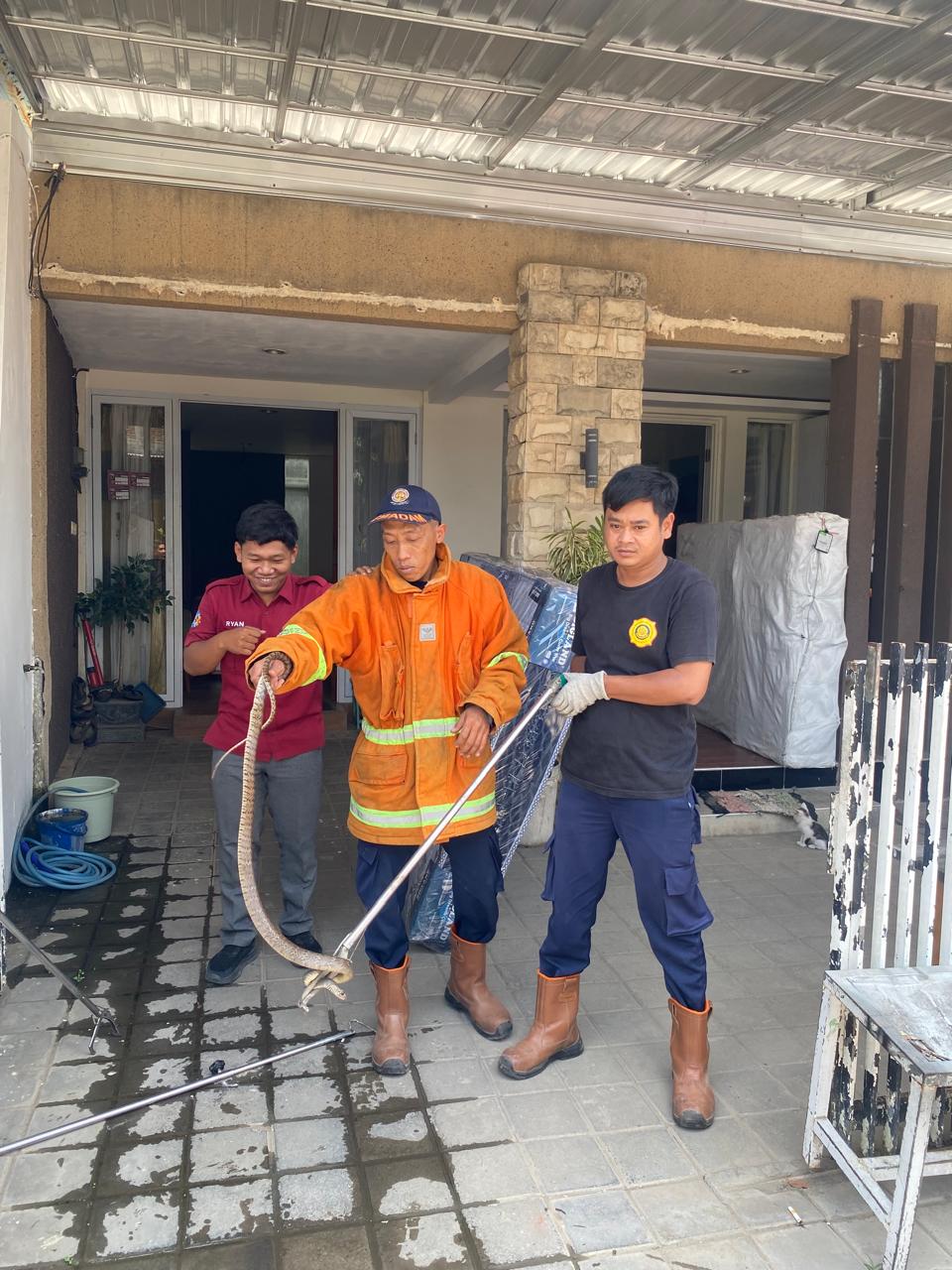 Petugas Damkar Kabupaten Nganjuk berhasil mengamankan ular di rumah salah satu warga Kelurahan Warujayeng, Kecamatan Tanjunganom
