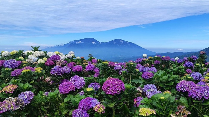 Kebun Bunga Hortensia Kota Batu
