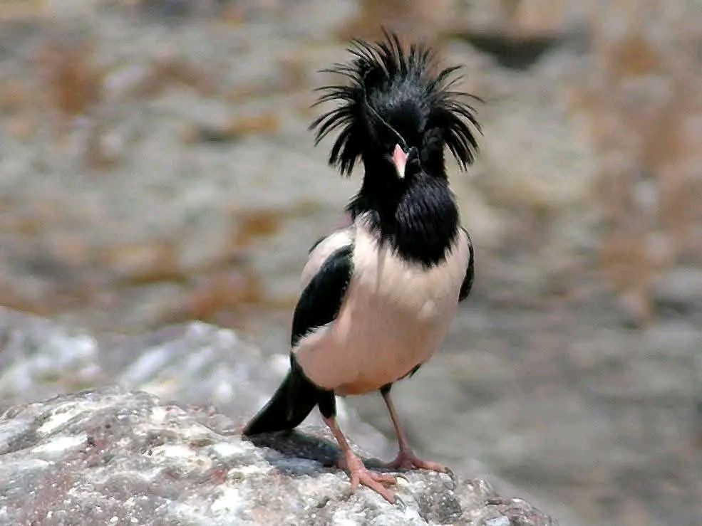 Jalak Mawar