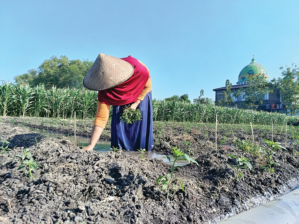 KHAWATIR HUJAN: Petani cabai di Desa Pacewetan, Kecamatan Pace menanam cabai merah kemarin.