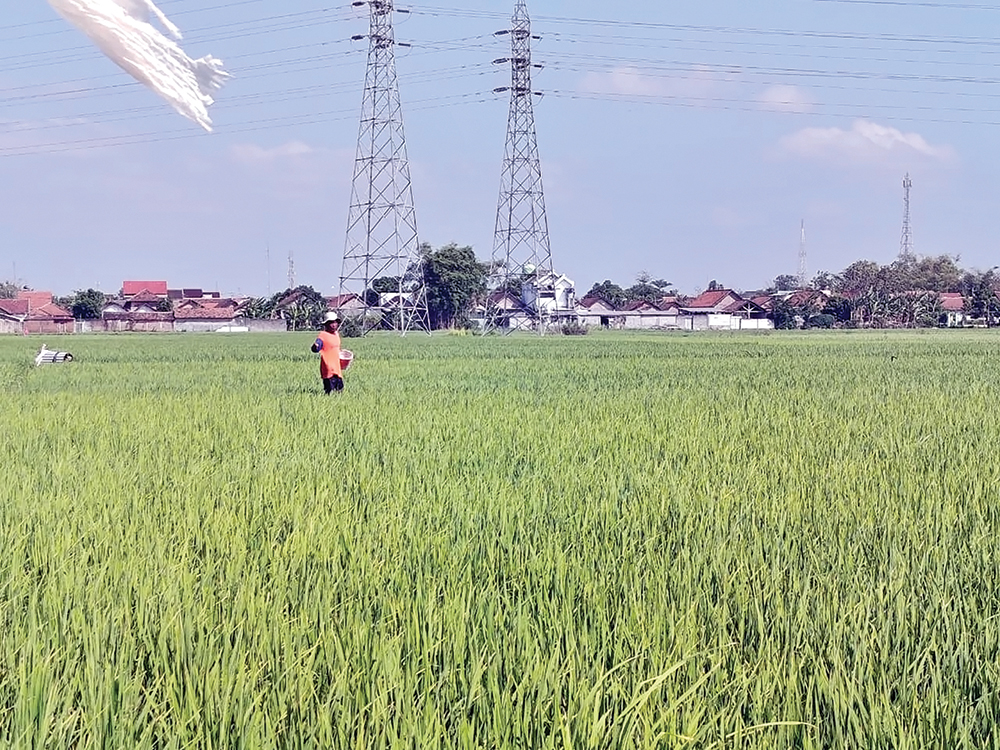 PENGHASIL PADI: Petani di Nganjuk sedang memupuk. Lahan yang ditanami padi masih kurang 32 ribu hektare.