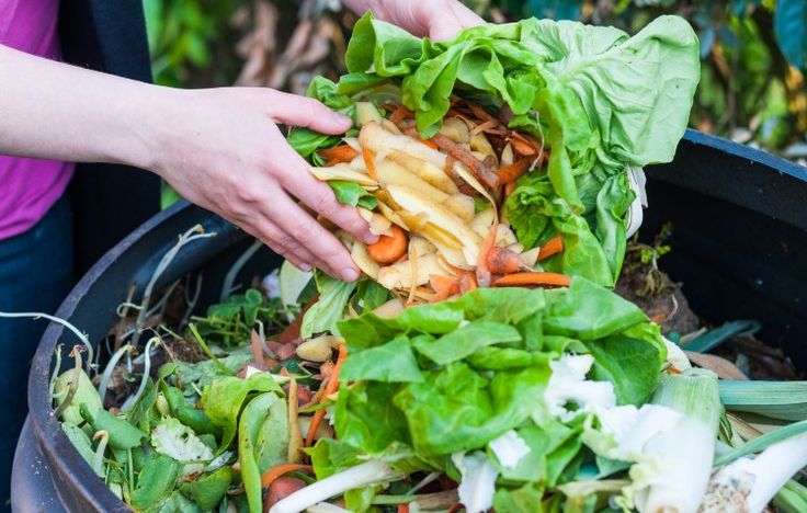 Sisa makanan dan sayuran sebagai bahan pupuk organik