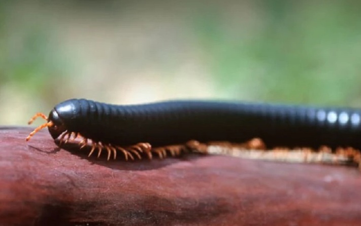 Serangga kaki seribu