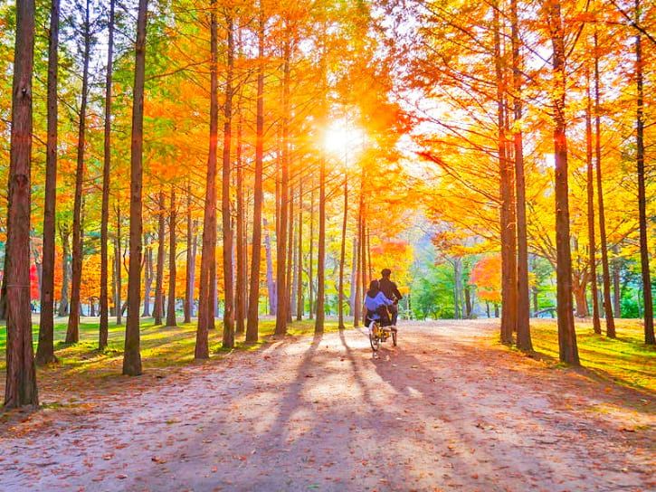 Nami Island, salah satu destinasi wisata yang wajib dikunjungi saat berwisata di Korea Selatan