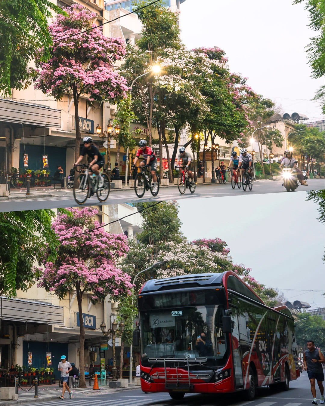 Foto musim tabebuya kembali hiasi sudut kota Surabaya dengan bunga putih&nbsp;dan&nbsp;merah&nbsp;muda.