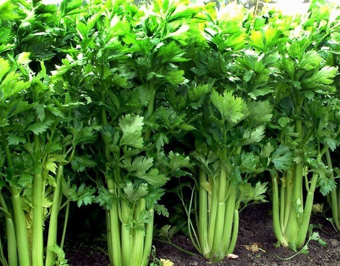 Sayur maupun buah organik dianggap lebih sehat dan aman karena bebas pestisida dan bahan kimia lain.