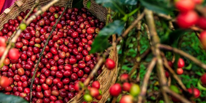 Buah kopi merah siap panen, awal perjalanan rasa dalam setiap cangkir.