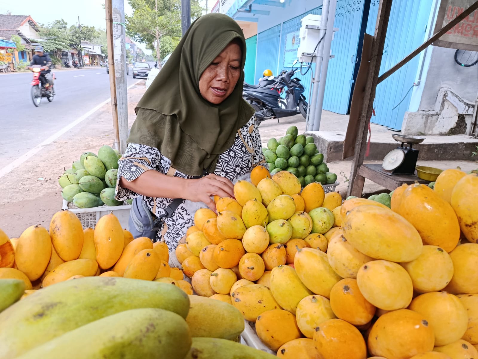 Meski sedang musim, harga mangga podang masih mahal