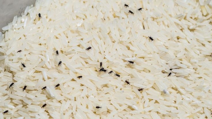 Kutu beras merupakan hama yang mampu merusak rasa dan kualitas beras