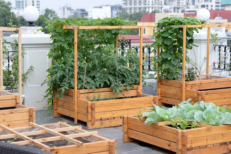 Berkebun bisa dilakukan di rumah dengan beberapa tips sederhana