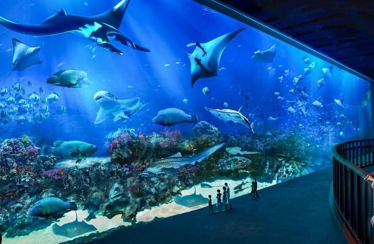 Ilustrasi nuansa biru romantis sea aquarium (Foto: advantiko.com)