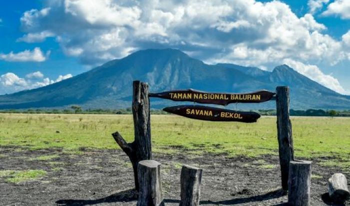 taman nasional baluran savana banyuwangi