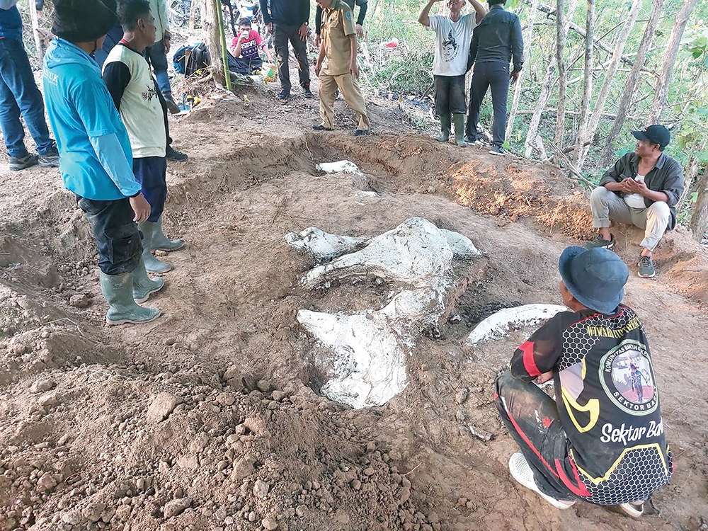 BERSEJARAH: Pegawai Disporabudpar Kabupaten Nganjuk melakukan ekskavasi di lokasi penemuan stegodon di Hutan Tritik, Kecamatan Rejoso kemarin.