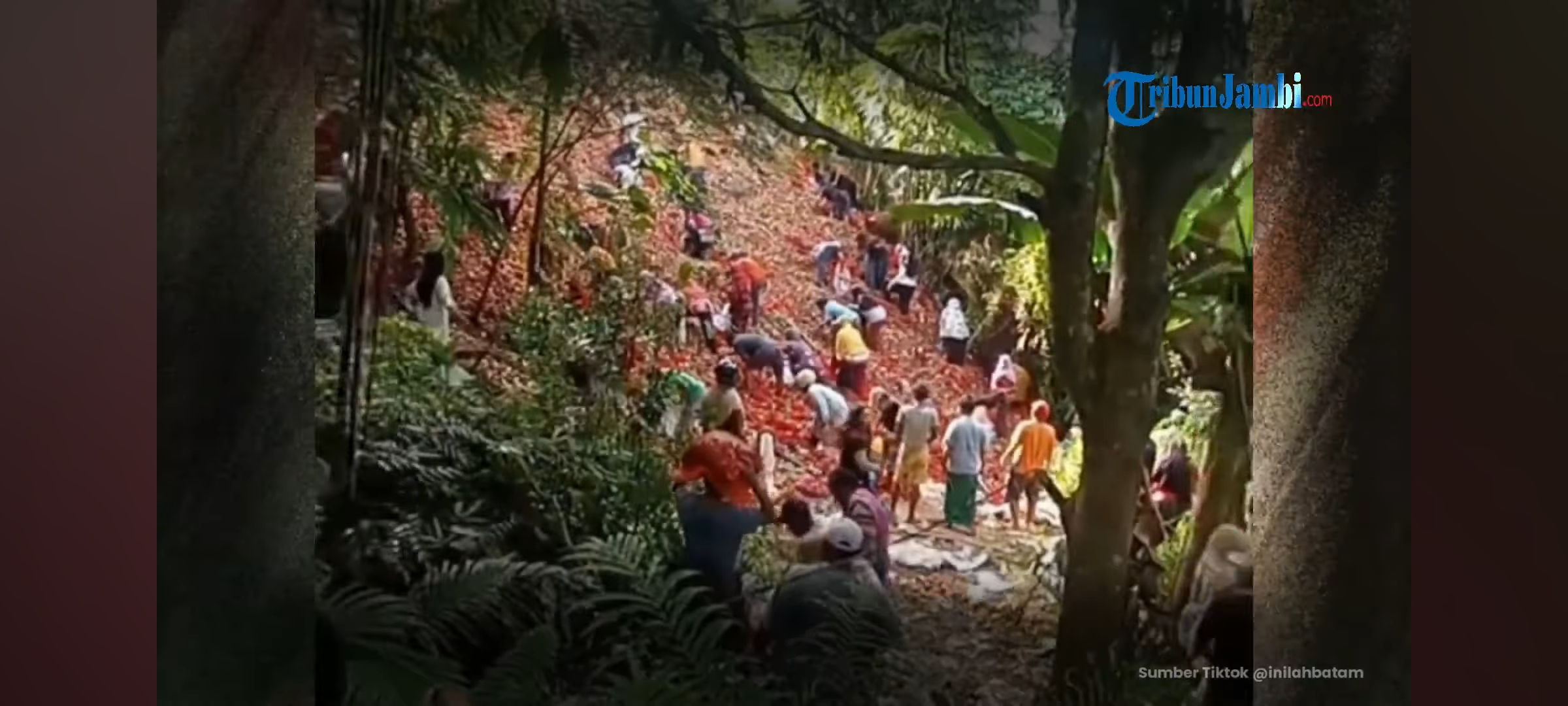 Penampakan dari sebuah video yang sedang viral memperlihatkan warga Batam sedang mengambil bawang merah dan bombai yang dibuang di tepi jurang.