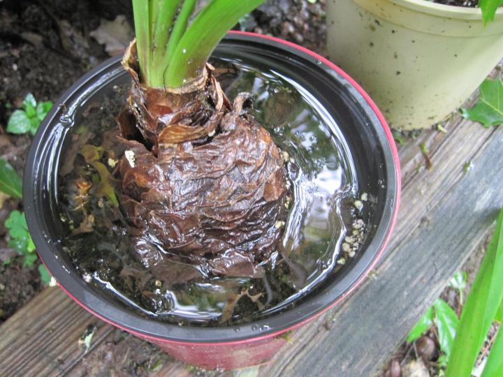 Bunga amaryllis di pot tergenang total karena tidak memiliki sistem drainase yang baik.