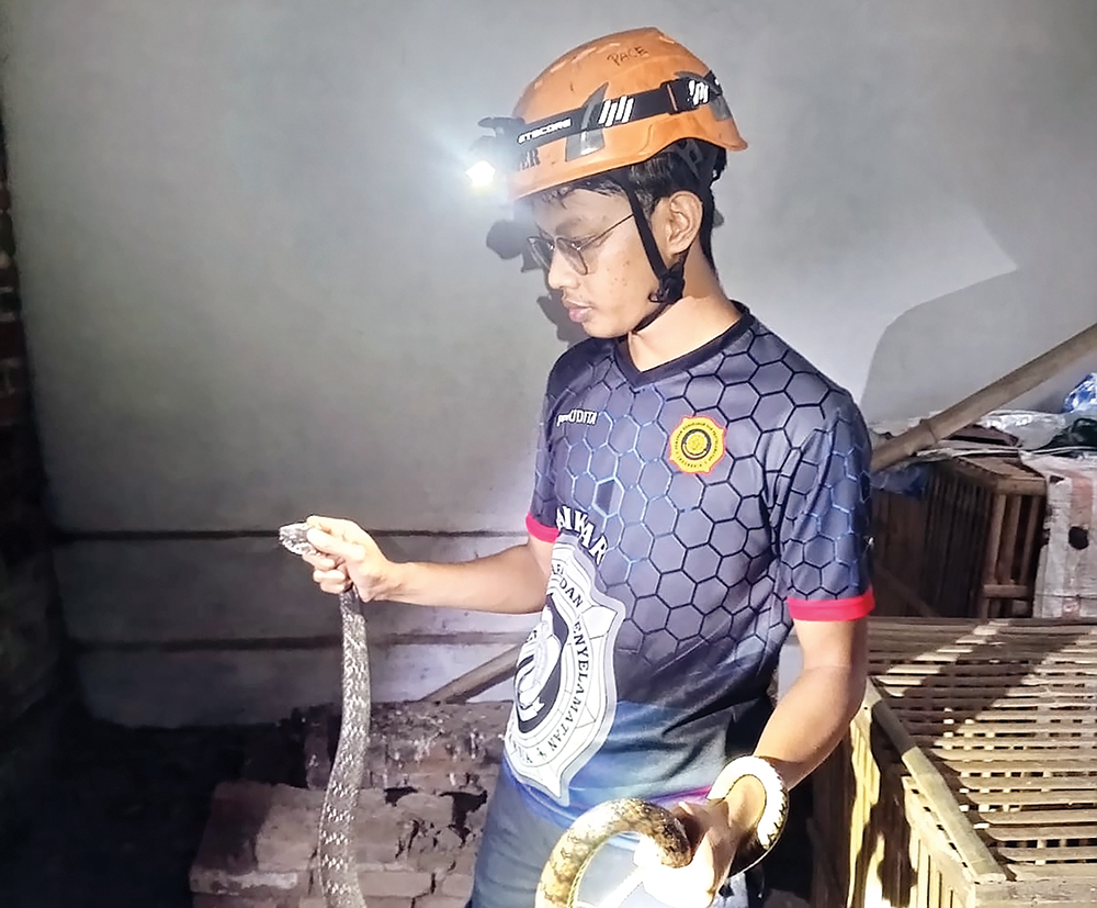 GEMPARKAN GONDANG: Petugas Damkarmat Kabupaten Nganjuk mengevakuasi ular di kandang ayam milik warga Desa Gondang.