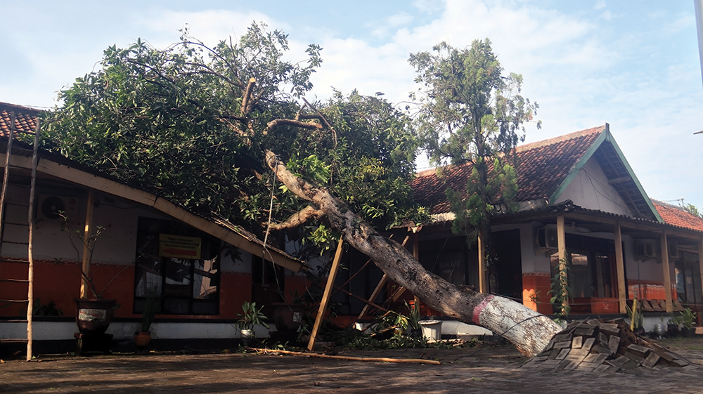 DAMPAK PUTING BELIUNG: Pohon mangga menimpa kantor Kelurahan Warujayeng, Kecamatan Tanjunganom.