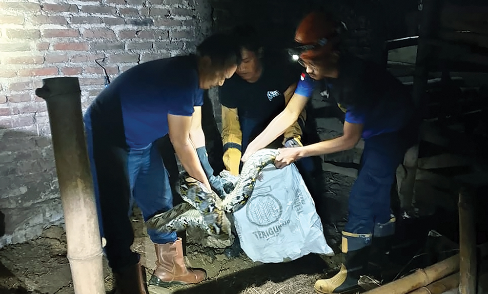 BERBAHAYA: Petugas Damkarmat Nganjuk mengevakuasi ular piton yang makan ayam di kandang milik warga Kuncir, Ngetos.