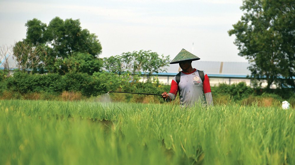 SERANGAN HAMA DAN PENYAKIT: Petani menyemprot pestisida pada tanaman bawang merah saat musim hujan.