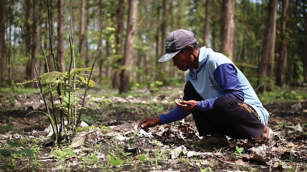 BERBURU ULAT: Warga mencari ulat jati yang dipercaya memiliki banyak manfaat.