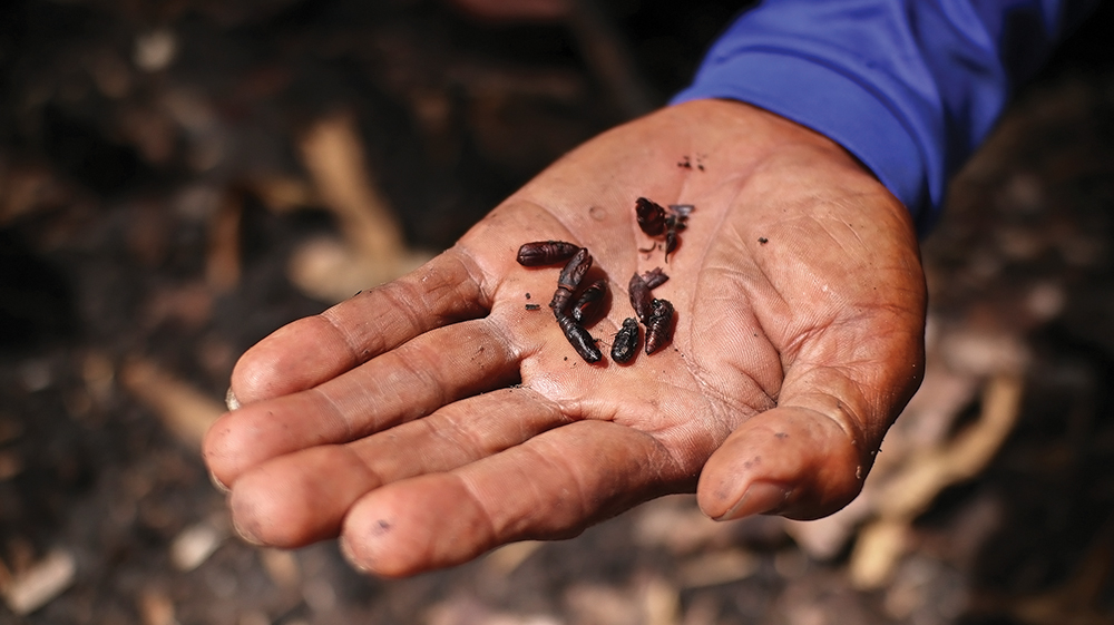 MENU EKSTREM: Ulat jati diburu warga untuk lauk saat musim hujan tiba.