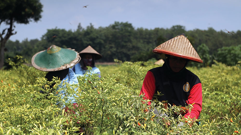 HARGA MULAI ANJLOK: Petani cabai di Desa Jatigreges, Kecamatan Pace memanen cabai rawit. Harga cabai di tingkat petani hanya Rp 30 ribu per kilgoram kemarin.