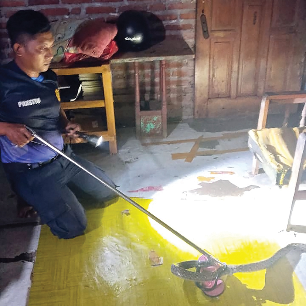 Warga Desa Kedungpadang, Kecamatan Rejoso, dibuat heboh, kemarin (28/12). Seekor ular diketahui bersembunyi di bawah lemari salah satu rumah warga.