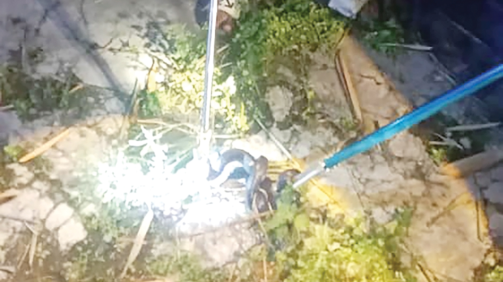 BERBAHAYA: Petugas Damkarmat Nganjuk mengevakuasi ular kobra yang bikin hebor warga Sumengko.