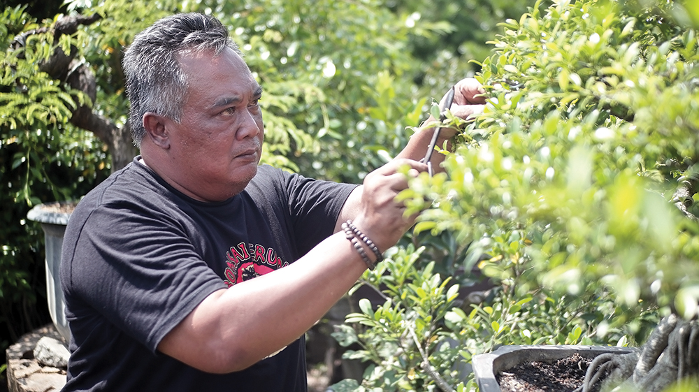HOBI JADI CUAN: Susilo Yuwono merawat tanaman bonsai. Satu bonsai bisa laku Rp 25 juta.