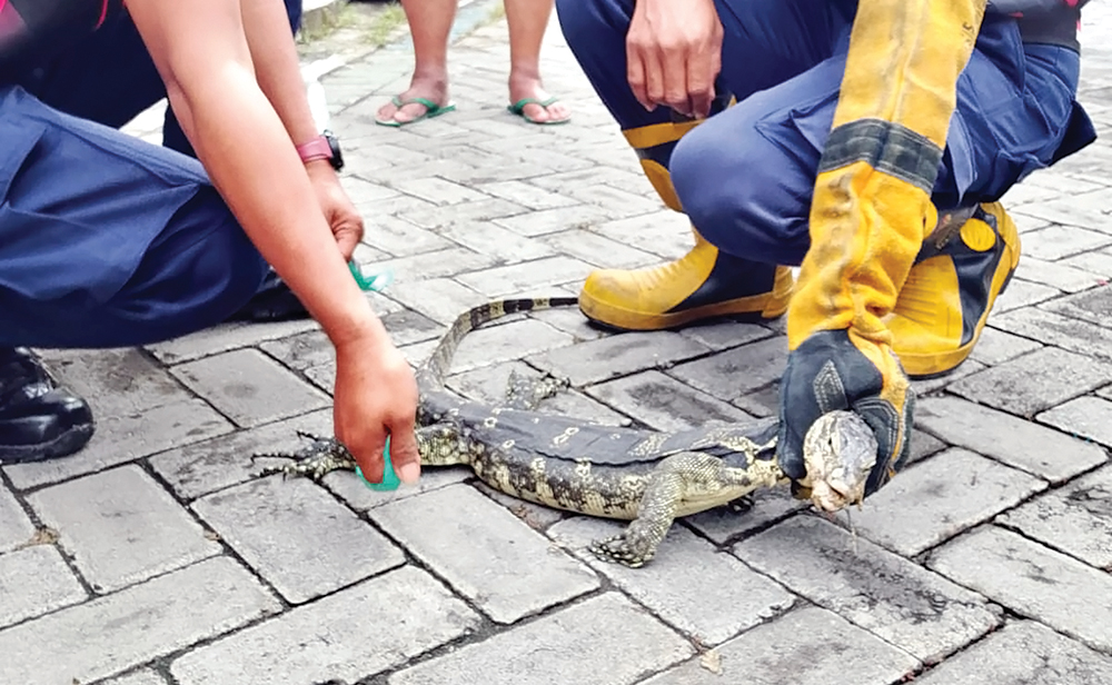 BIKIN PANIK: Petugas Damkarmat Nganjuk menangkap biawak.