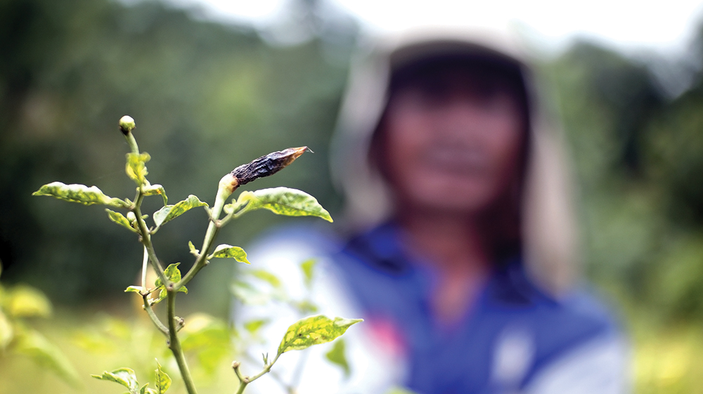 GAGAL PANEN: Petani cabai di Desa Jatigreges, Kecamatan Pace menunjukkan tanaman cabai yang diserang hama kemarin. Ratusan hektare tanaman cabai tidak bisa dipanen maksimal bulan ini.