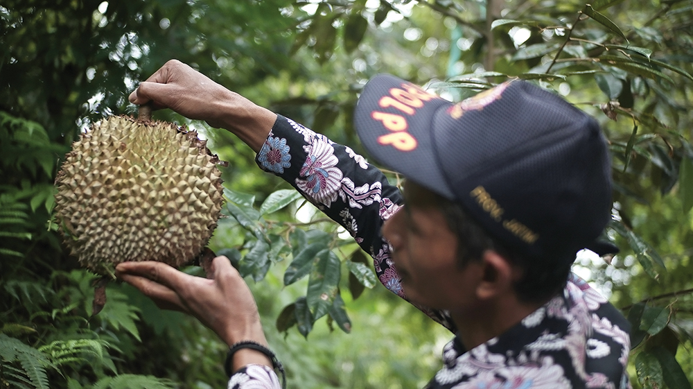 DURIAN LOKAL: Petani durian di Kecamatan Ngetos kebingungan karena buah duriannya tidak bisa berbuah lebat karena hujan yang turun setiap hari di Kabupaten Nganjuk.
