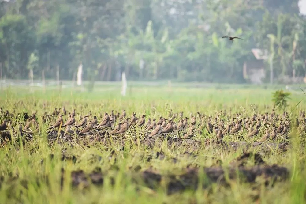 MIGRASI: Gerombolan burung dari Rusia dan China bermigrasi ke beberapa wilayah Tulungagung dan Kediri untuk mencari makan serangga kecil di area persawahan
